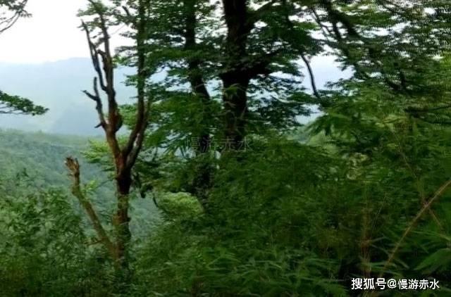 郑钦文首次打进澳网女单八强 追平个人大满贯最佳成绩